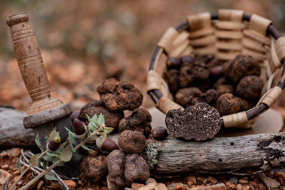 Trufa negra de Teruel vs otras trufas: qué cambia en aroma, temporada y relación calidad-precio